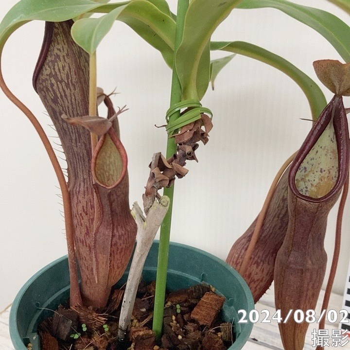 現品お届け】食虫植物 ウツボカズラ N.sanguinea(c) - purole 4号
