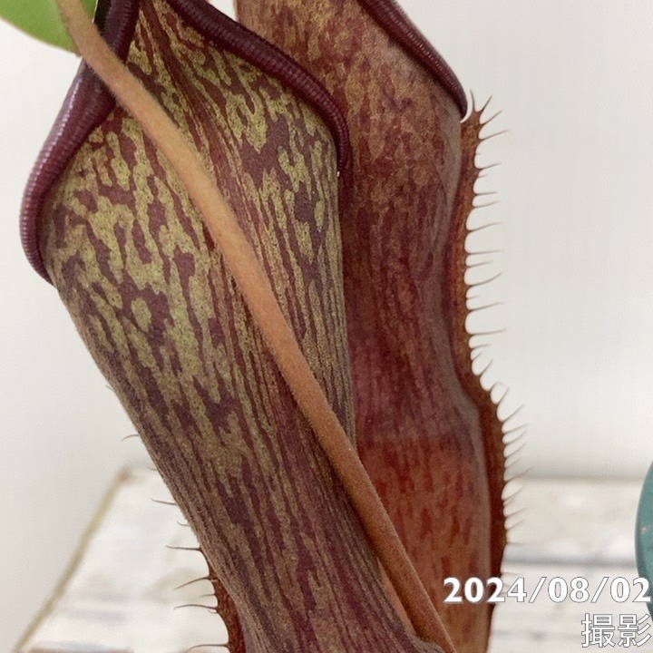 現品お届け】食虫植物 ウツボカズラ N.sanguinea(c) - purole 4