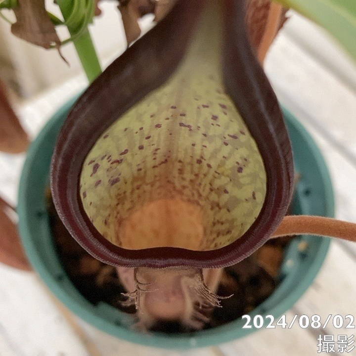 壺　実 現品お届け】食虫植物 ウツボカズラ N.sanguinea(c) - purole 4