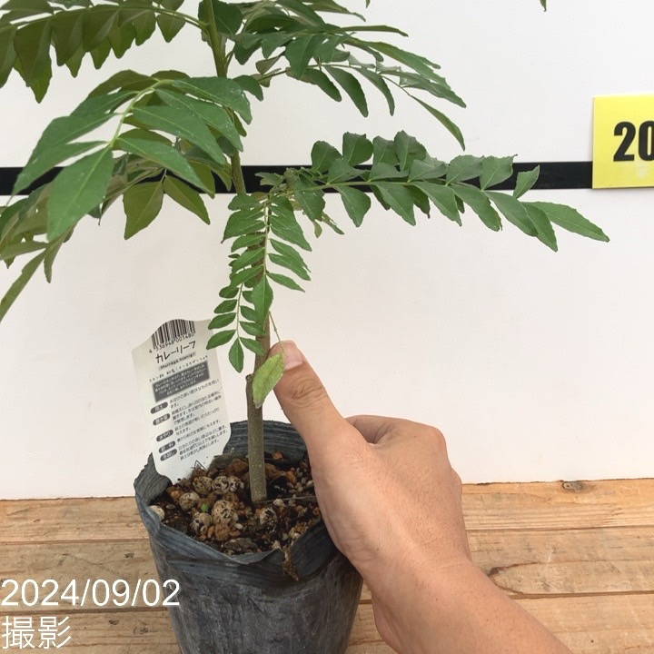 カレーリーフ 高さ約150cm カレーの木 8号 カレーリーフ 高さ約150cm カレーの木 8号 カレーリーフ | オザキフラワー