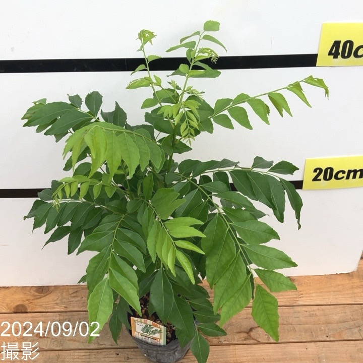 カレーの木（苗）カレーリーフ 4号｜草花10-TU | 草花,[ハーブ苗