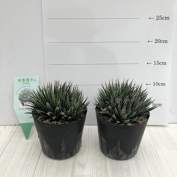 極小アロエ！アロエ・ハオルチオイデス 3.5号 2鉢セット｜観葉01-D1