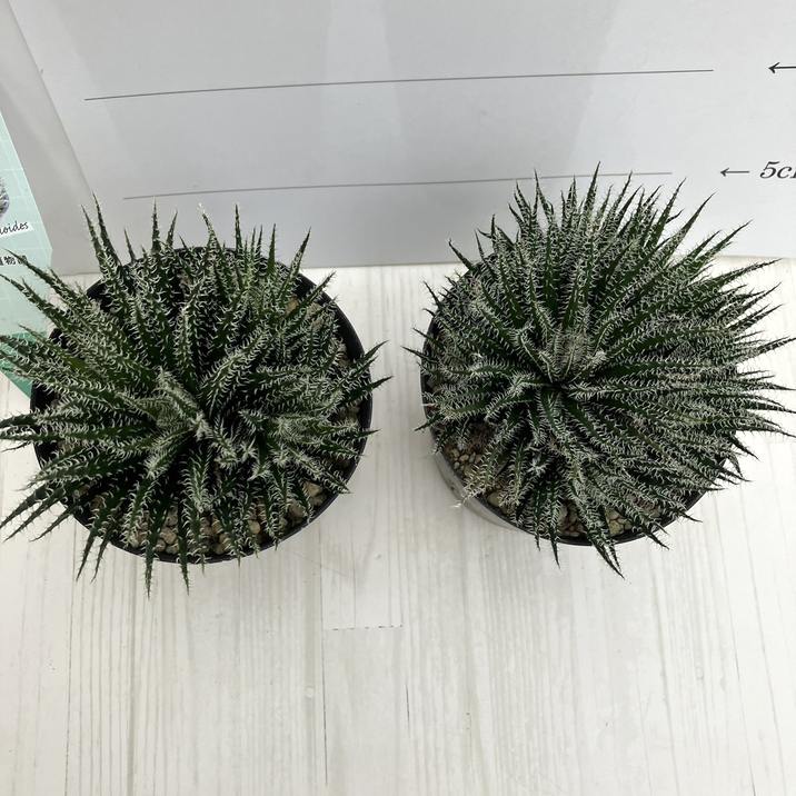 極小アロエ！アロエ・ハオルチオイデス 3.5号 2鉢セット｜観葉01-D1