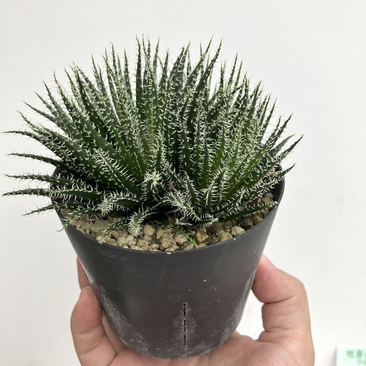 極小アロエ！アロエ・ハオルチオイデス 3.5号 2鉢セット｜観葉01-D1