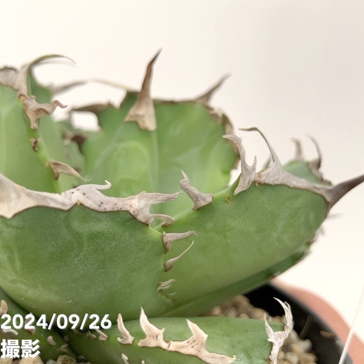 アガベ チタノタ ４種　まとめ 現品お届け】アガベ 4号 チタノタ クラブ Agave titanota Crab（A34