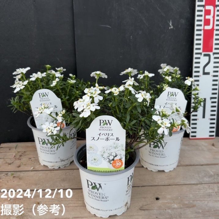 PW イベリス スノーボール 3.5号×3鉢セット｜草花04-PA | 草花 | 赤塚