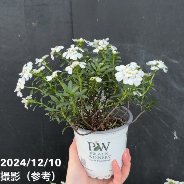 PW イベリス スノーボール 3.5号×3鉢セット｜草花04-PA | 草花 | 赤塚