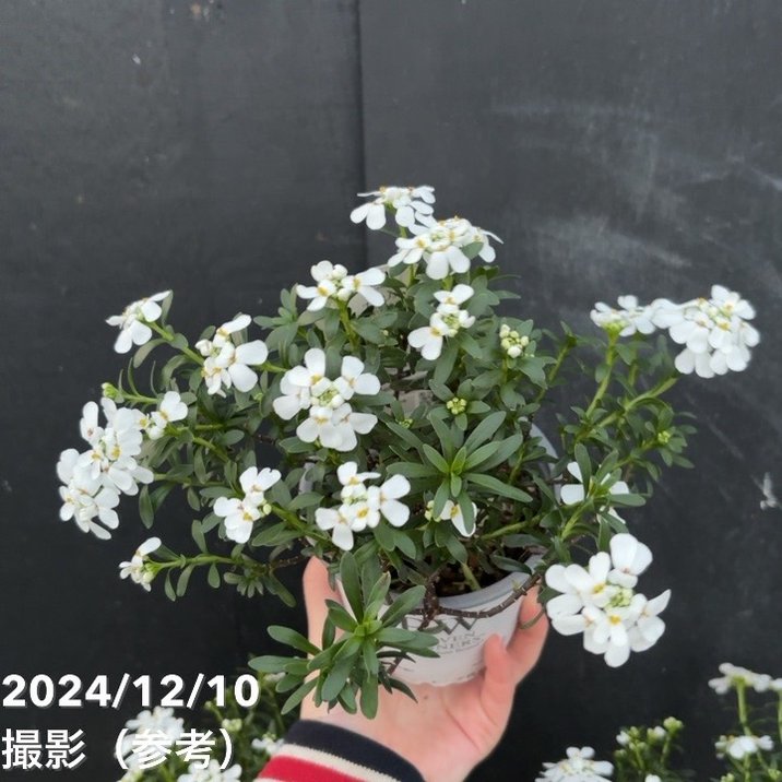 PW イベリス スノーボール 3.5号×3鉢セット｜草花04-PA | 草花 | 赤塚