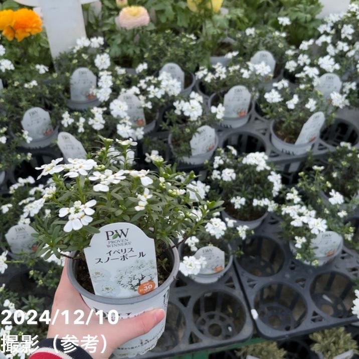 PW イベリス スノーボール 3.5号×3鉢セット｜草花04-PA | 草花 | 赤塚