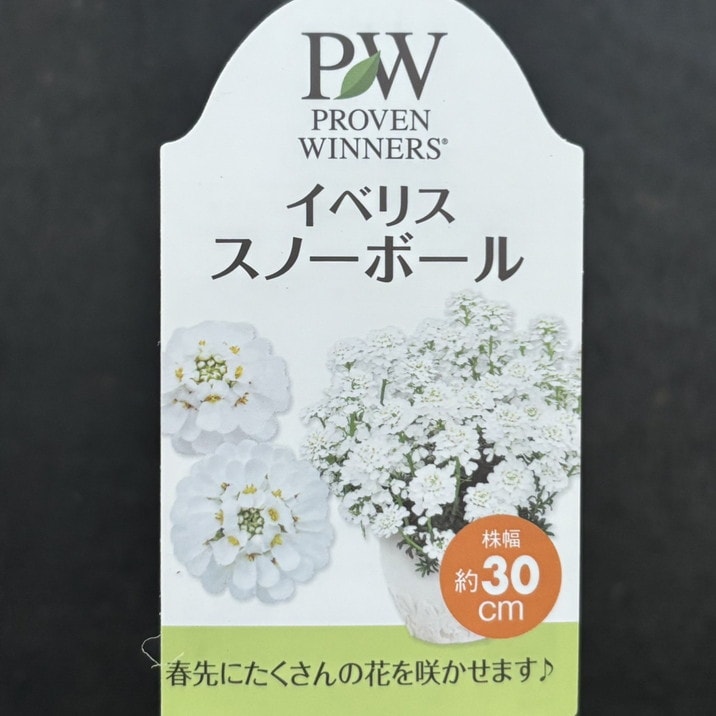 PW イベリス スノーボール 3.5号×3鉢セット｜草花04-PA | 草花 | 赤塚
