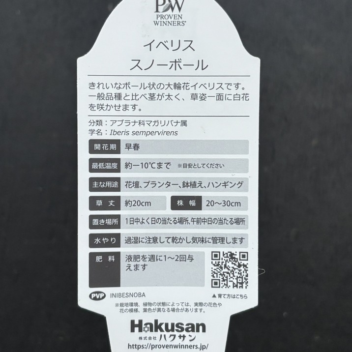 決算P5倍！8/2まで】PW イベリス スノーボール 3.5号×3鉢セット｜草花