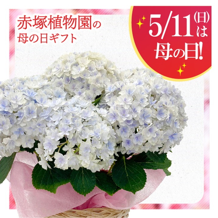 お届け5/14以降】母の日ギフト2025 アジサイ ミルフィオリ ブルー 5号