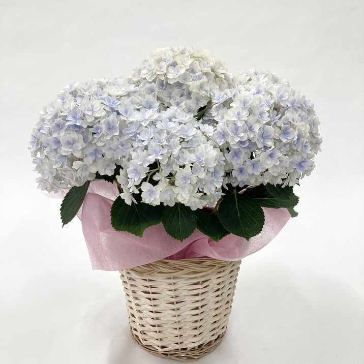 お届け5/14以降】母の日ギフト2025 アジサイ ミルフィオリ ブルー 5号