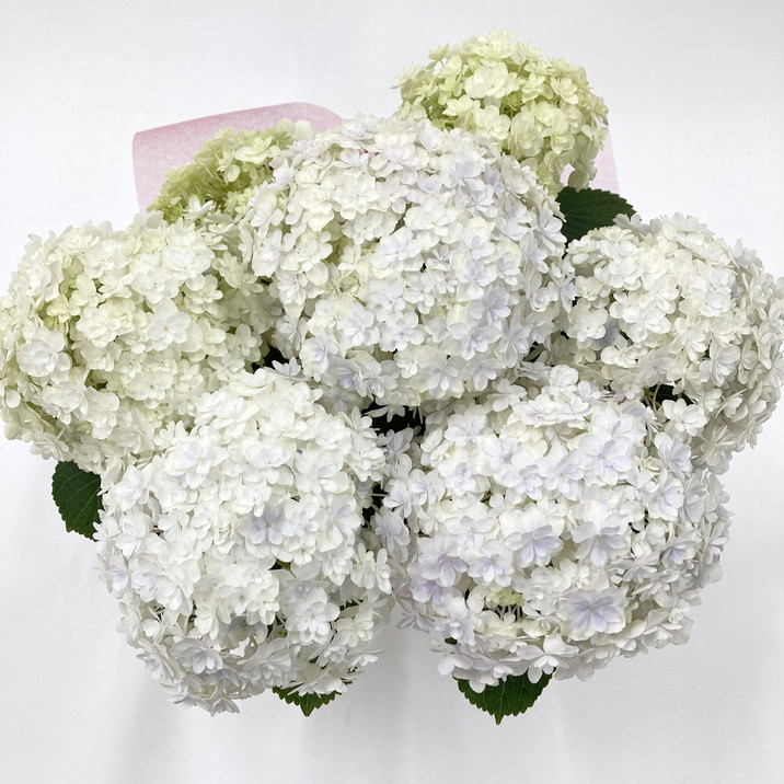 あじさい油絵母の日ギフト あじさい油絵母の日ギフト あじさい