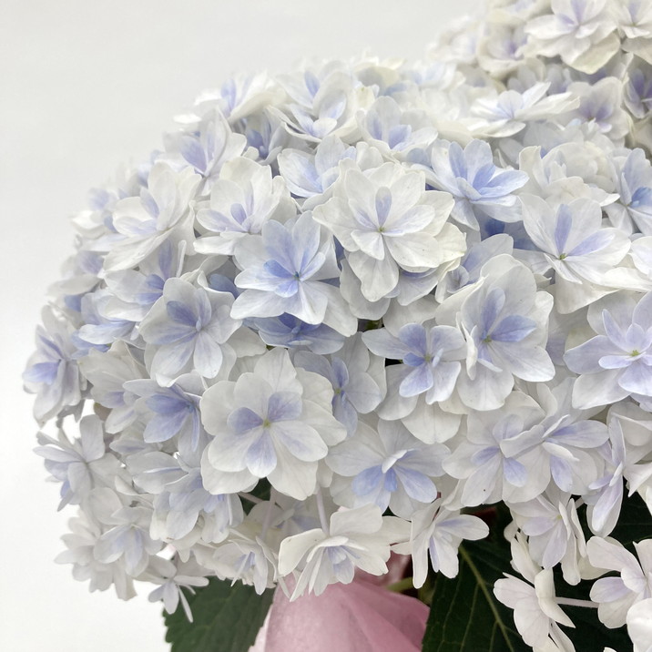 あじさい油絵母の日ギフト あじさい油絵母の日ギフト あじさい油絵母の日ギフト あじさい