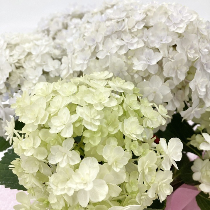 お届け5/14以降】母の日ギフト2025 アジサイ ミルフィオリ ブルー 5号