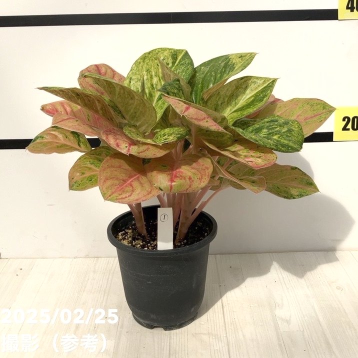 激レア！現品お届け】アグラオネマ 5号 ピンクイメリタス（1