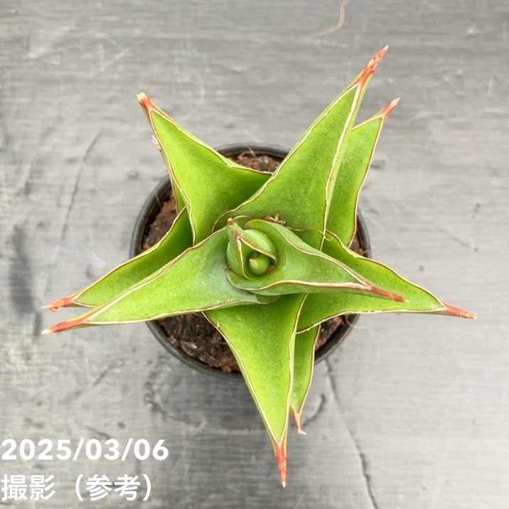 サンスベリア　キスマヨ　激レア血統　斑入り　サンセベリア　クリア鉢・皿付き サンスベリア キスマヨ 激レア血統 斑入り サンセベリア クリア