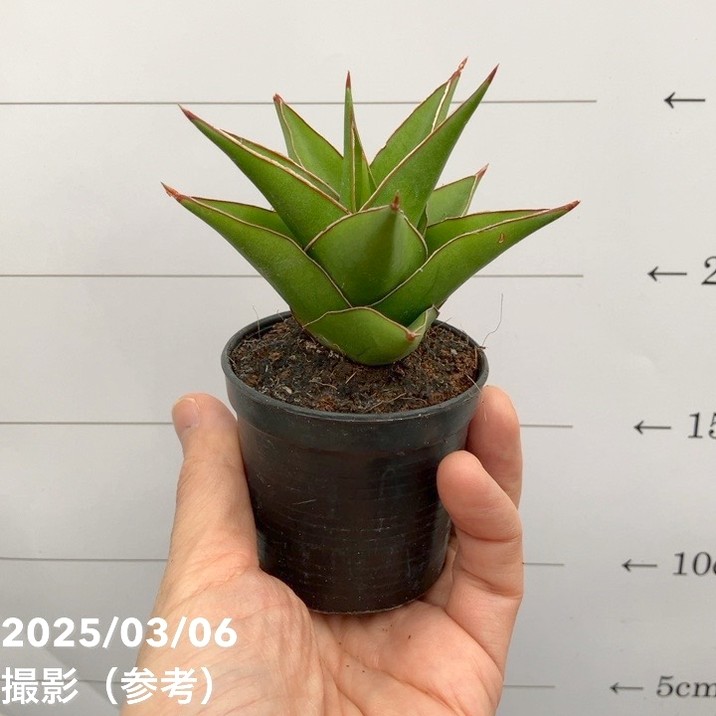 セボンスター　植物 セボンスター 植物 セボンスター | 玩具菓子 | カバヤ食品株式会社