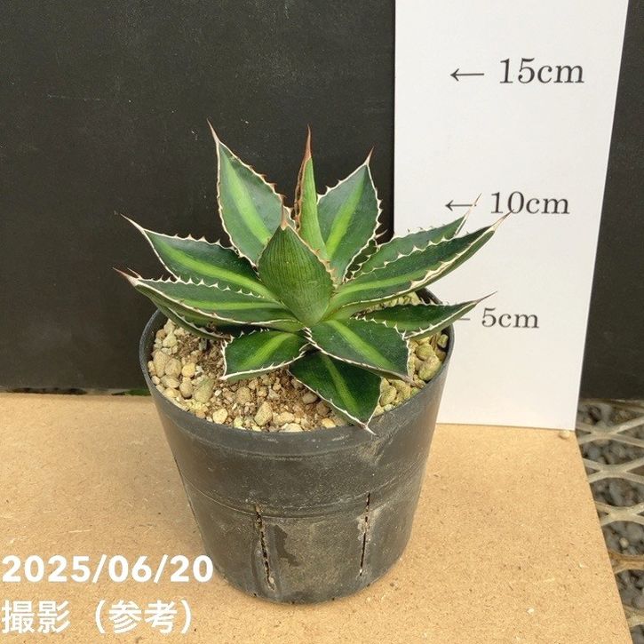 アガベ 3.5号 ローファンサ｜観葉01-D1 | 観葉・多肉,アガベ | 赤塚