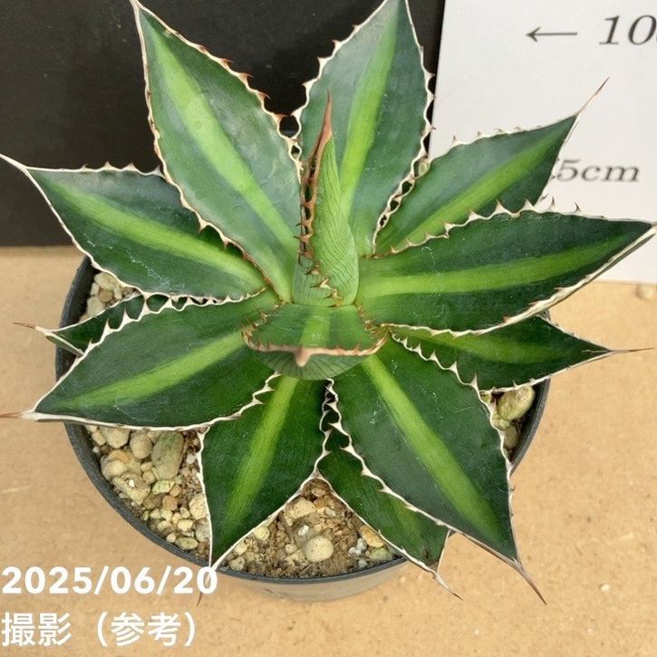 アガベ　珍品　ローファンサ黄覆輪班 アガベ 珍品 ローファンサ黄覆輪班 アガベ 笹の雪 黄覆輪鮮明斑