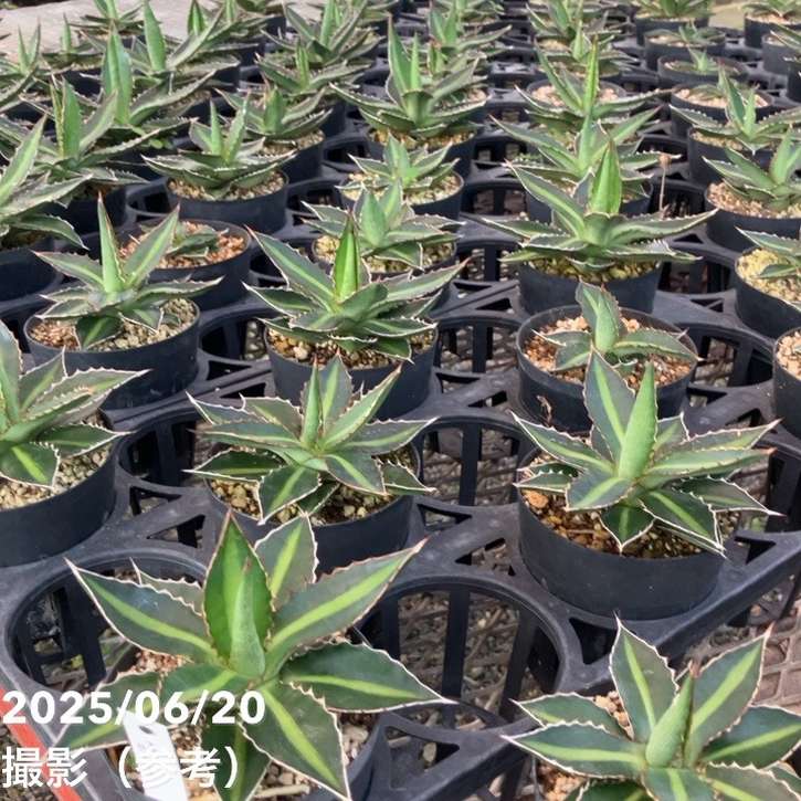 アガベ 3.5号 ローファンサ｜観葉01-D1 | 観葉・多肉,アガベ | 赤塚