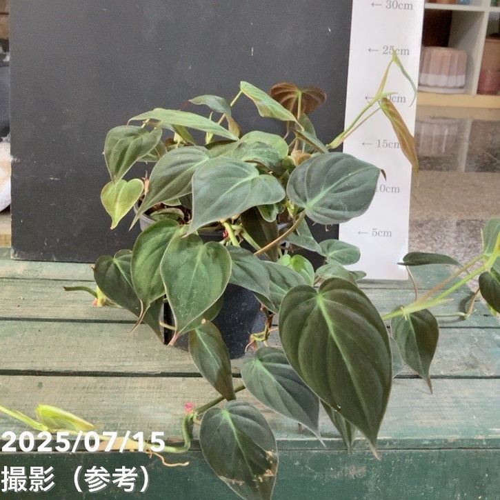 フィロデンドロン ミカンス 5号｜観葉04-PA | 観葉・多肉