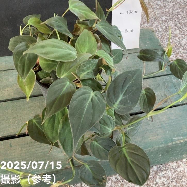 ❣️確認用でございます(o^^o) フィロデンドロン・旅人の木 フィロデンドロン ミカンス 5号｜観葉04-PA | 観葉・多肉