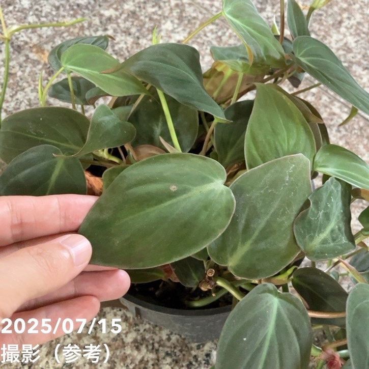 フィロデンドロン ミカンス 5号｜観葉04-PA | 観葉・多肉