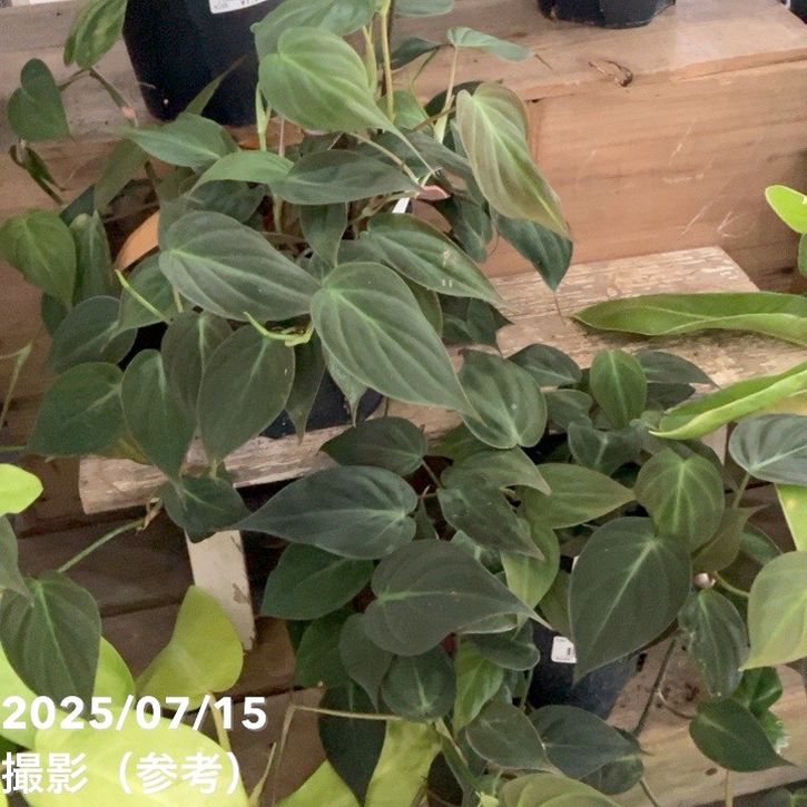 フィロデンドロン ミカンス 5号｜観葉04-PA | 観葉・多肉