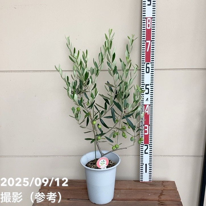 実付き＞オリーブ 6号 フラントイオ｜花木04-PA | 果樹 | 赤塚植物園