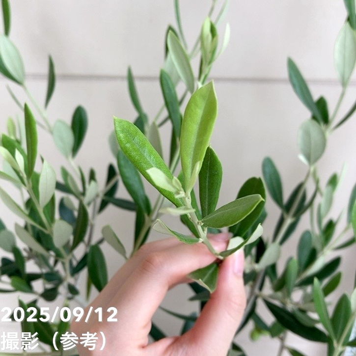 実付き＞オリーブ 6号 フラントイオ｜花木04-PA | 果樹 | 赤塚植物園