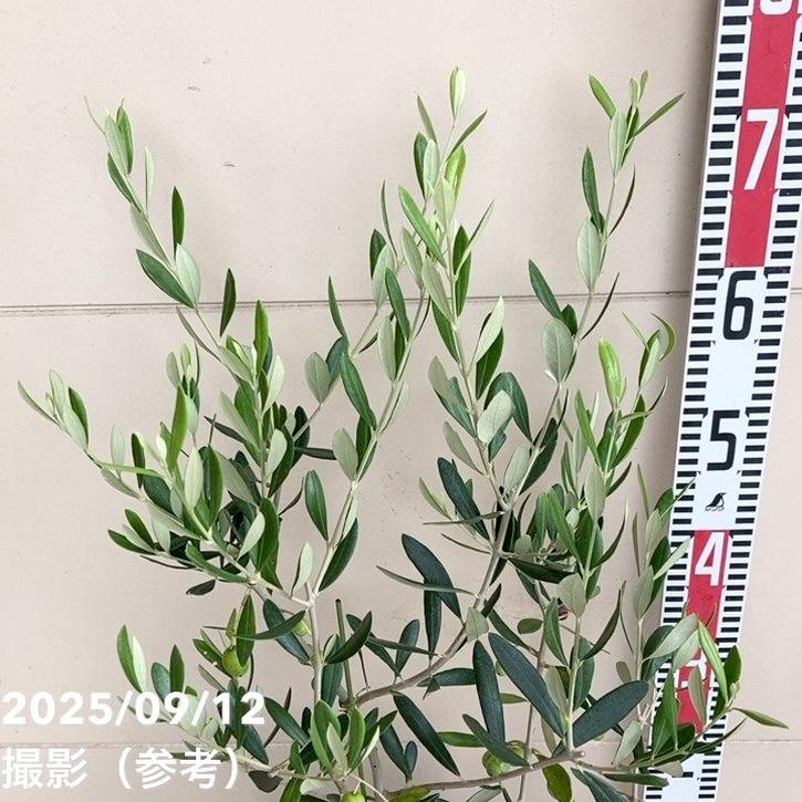 実付き＞オリーブ 6号 フラントイオ｜花木04-PA | 果樹 | 赤塚植物園