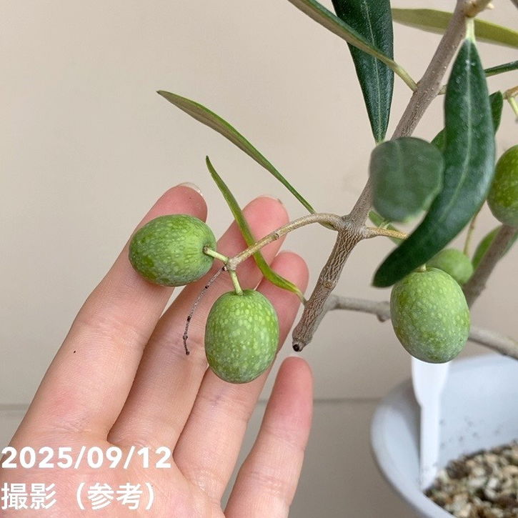 オリーブの木 フラントイオ アポロ レア品種 オリーブ：フラントイオ