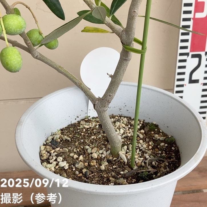 実付き＞オリーブ 6号 フラントイオ｜花木04-PA | 果樹 | 赤塚植物園