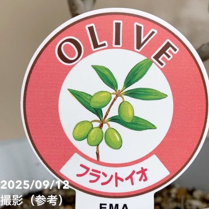 実付き＞オリーブ 6号 フラントイオ｜花木04-PA | 果樹 | 赤塚植物園
