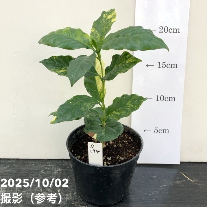 実生　コーヒーの木 斑入り　約40cm 5号鉢 実生 コーヒーの木 斑入り 約40cm 5号鉢 観葉植物 コーヒーの木
