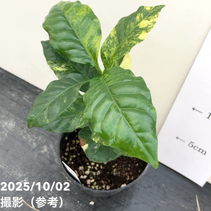 激レア！現品お届け】コーヒーの木 3.5号 斑入り 黒プラ鉢（S194