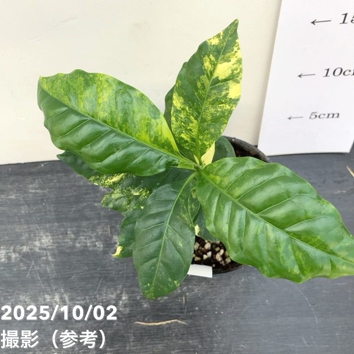 激レア！現品お届け】コーヒーの木 3.5号 斑入り 黒プラ鉢（S194