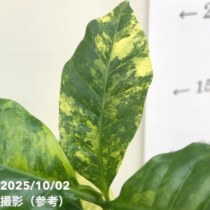 激レア！現品お届け】コーヒーの木 3.5号 斑入り 黒プラ鉢（S194