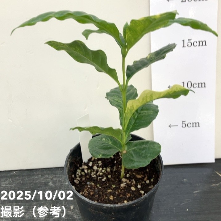 激レア！現品お届け】コーヒーの木 3.5号 斑入り 黒プラ鉢（S194