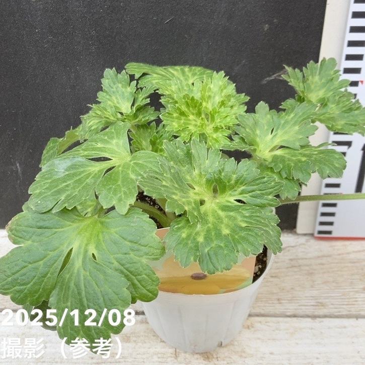 ラナンキュラス ランドセルシリーズ 3.5号 サラセレネ アマルティア