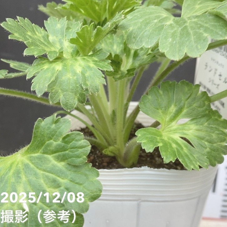 ラナンキュラス ランドセルシリーズ 3.5号 サラセレネ アマルティア