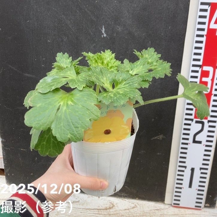 ラナンキュラス ランドセルシリーズ 3.5号 サラセレネ アマルティア