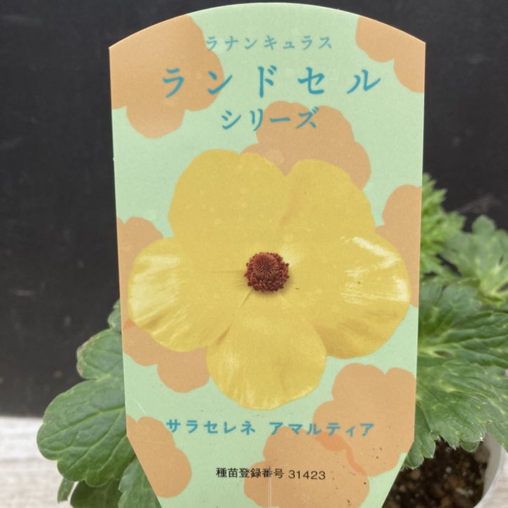 透花様 リクエスト 5点 まとめ商品 ラナンキュラス ランドセルシリーズ 3.5号 サラセレネ アマルティア