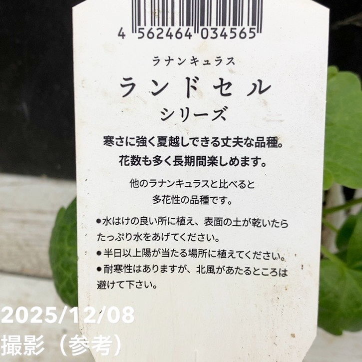 透花様 リクエスト 5点 まとめ商品 ラナンキュラス ランドセルシリーズ 3.5号 サラセレネ アマルティア