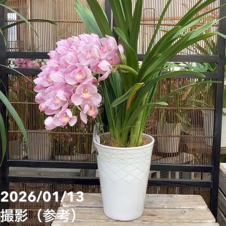 ☆シンビジューム☆サクラムース☆アーチ型☆7号鉢☆4F☆ シンビジューム アーチ 7号陶器鉢 4本立 エンザンスプリング イン ザ