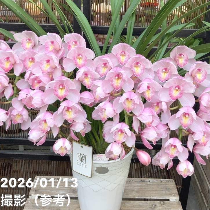 シンビジューム アーチ 7号陶器鉢 4本立 エンザンスプリング イン ザ