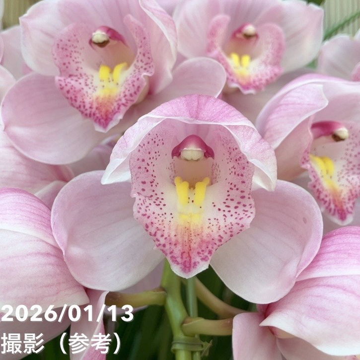 シンビジューム アーチ 7号陶器鉢 4本立 エンザンスプリング イン ザ