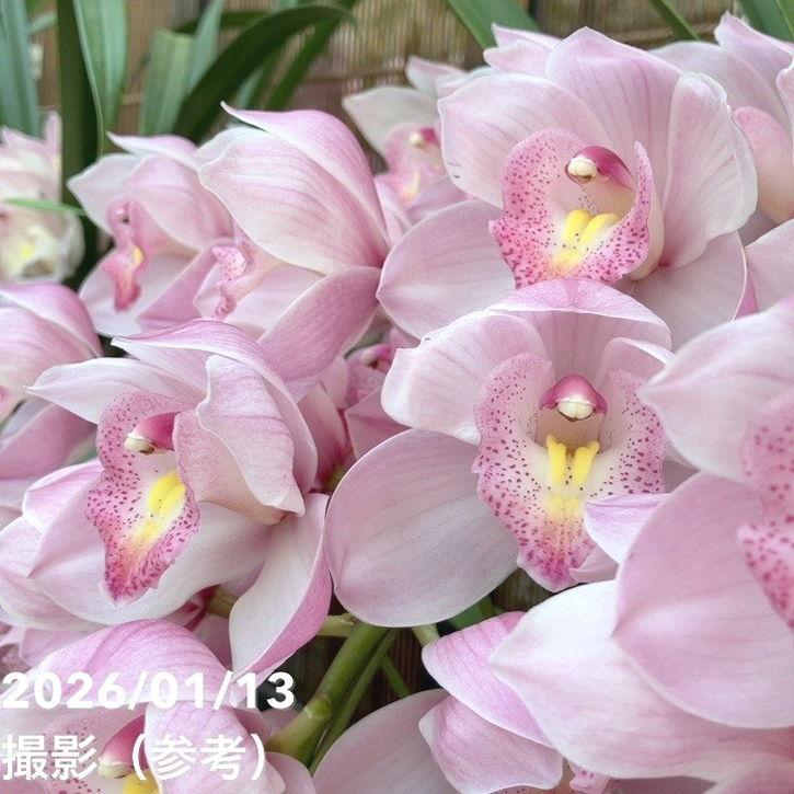 ☆シンビジューム☆ＣＹＭ　あんみつ姫☆アーチ☆陶器7号鉢☆4F☆ フ*ィ様 ショップ ☆シンビジューム☆CYM あんみつ姫☆アーチ☆陶器